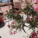 Cacao Apartament *
